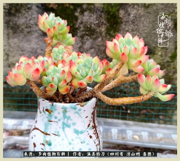 風吹過的夏天,你是仙子落凡間 風吹過的夏天,你是仙子落凡間