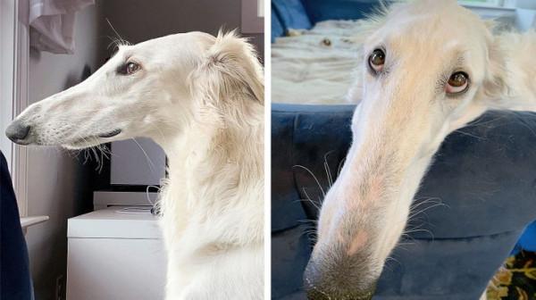 15種以上的動物擁有獨一無二的外觀,讓您的褲子魅力不減 15種以上的動物擁有獨一無二的外觀,讓您的褲子魅力不減