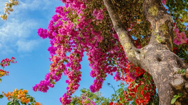 為什麼粵龍山被稱為三角梅王國？