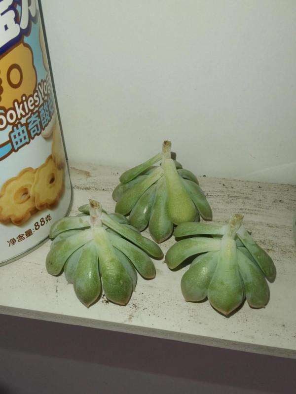 月亮仙子到家咯