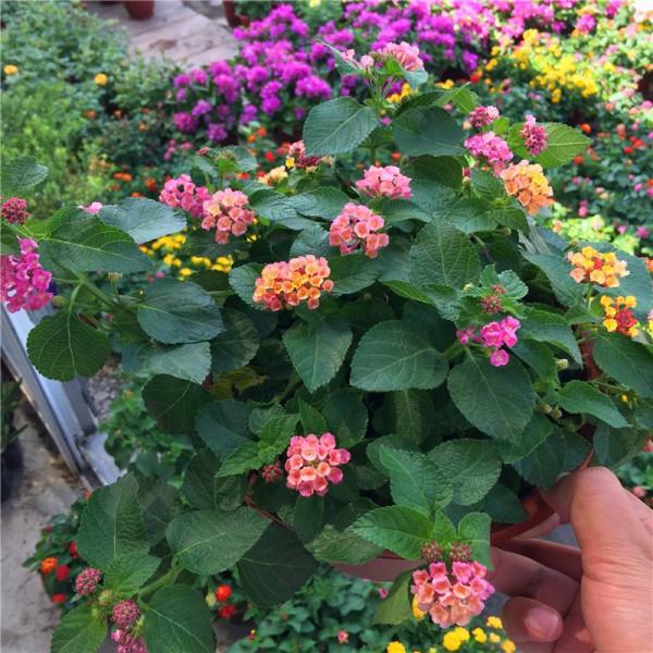 7種“帶毒花”，汁液毒性大，喜歡養在家裡，最好少動它