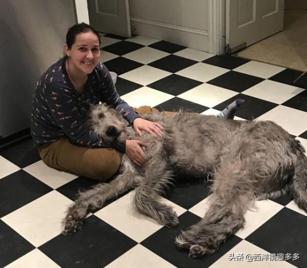 名字兇悍,個頭巨大,日常逗比,愛爾蘭獵狼犬是種怎麼樣的存在? 名字兇悍,個頭巨大,日常逗比,愛爾蘭獵狼犬是種怎麼樣的存在?