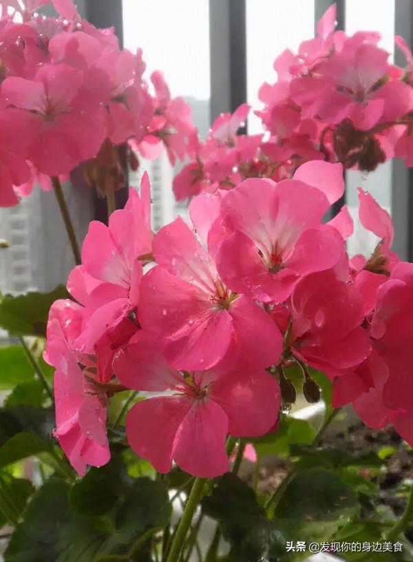 傲霜菊花奪人眼