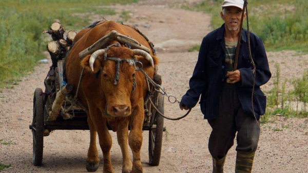國外的牛肉能煎牛排，同樣都是牛肉，為何國內的牛卻不行？
