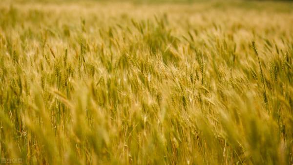 中國農業企業500強分佈圖：江蘇29家，湖南15家，甘肅6家