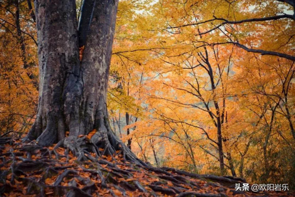 秋去秋來！中國最美的12個地方，你去過幾個？
