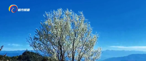 滿樹冬櫻花盛開 美得朝朝暮暮