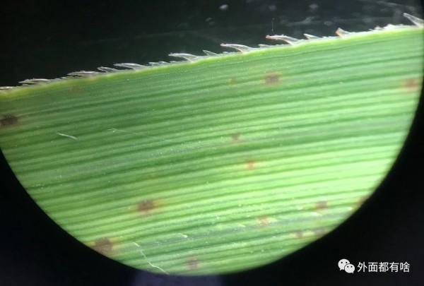 令人驚奇的葉沿——讓孩子學會使用常用工具系列