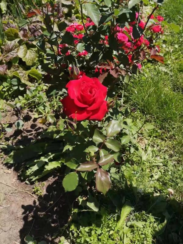 一車兩人自駕遊新疆35天總費用情況