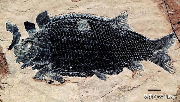 走進羅平生物群國家地質公園 探尋遠古生命印記