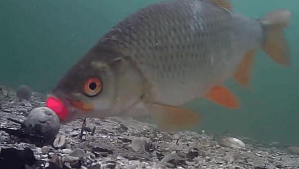 垂釣中是否存在檔口問題?怎麼個檔口法?咋避免?一次說明白 垂釣中是否存在檔口問題?怎麼個檔口法?咋避免?一次說明白