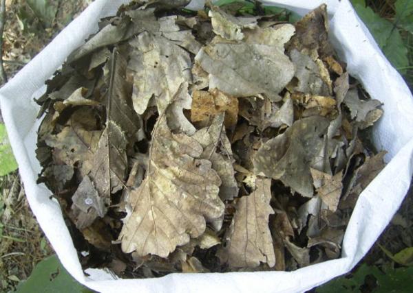 害怕土壤結塊？不用愁，將這些“養花好物”改造下，問題全解決