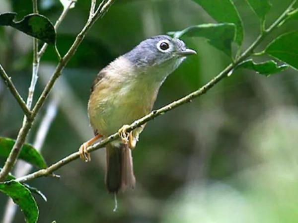 你現在有點累了嗎，看看這種鳥的習慣，其實你的人生也能換個活法