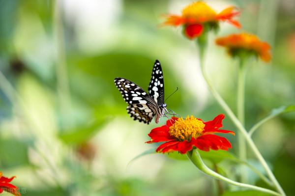 5種被世俗耽誤的良心好花，完美詮釋了“我很普通，但很美”