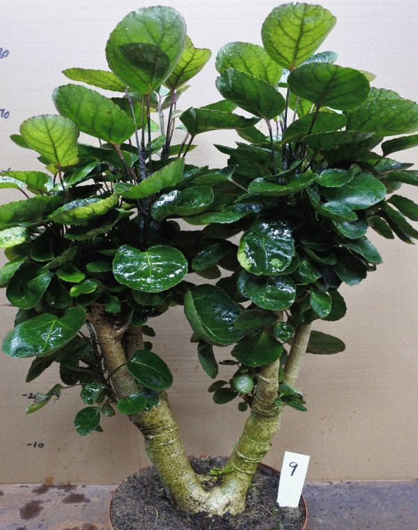 5種“有錢花”,滿盆“銅錢葉”,越養錢越多,有錢人家都愛養它 5種“有錢花”,滿盆“銅錢葉”,越養錢越多,有錢人家都愛養它