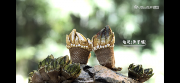 最新一期《風味人間3》裡的佛手螺,你吃過嗎? 最新一期《風味人間3》裡的佛手螺,你吃過嗎?