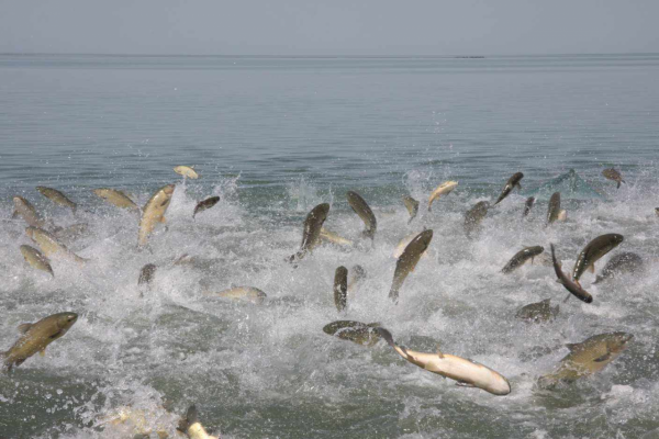 魚群氾濫！湖北5湖禁漁3年為何魚滿為患？禁漁為何還要捕魚？