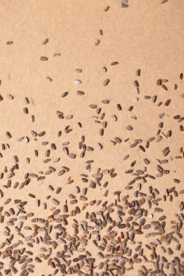 3味藥泡腳，針對早期高血壓，一天不到5塊錢