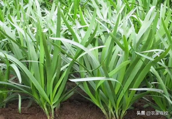 韭菜發黃、長勢差怎麼管?用上兩個土辦法,韭菜長得快還產量高 韭菜發黃、長勢差怎麼管?用上兩個土辦法,韭菜長得快還產量高