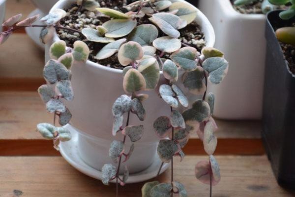 室內“多肉黨”福音,6種多肉特耐陰,沒光也能養爆盆 室內“多肉黨”福音,6種多肉特耐陰,沒光也能養爆盆