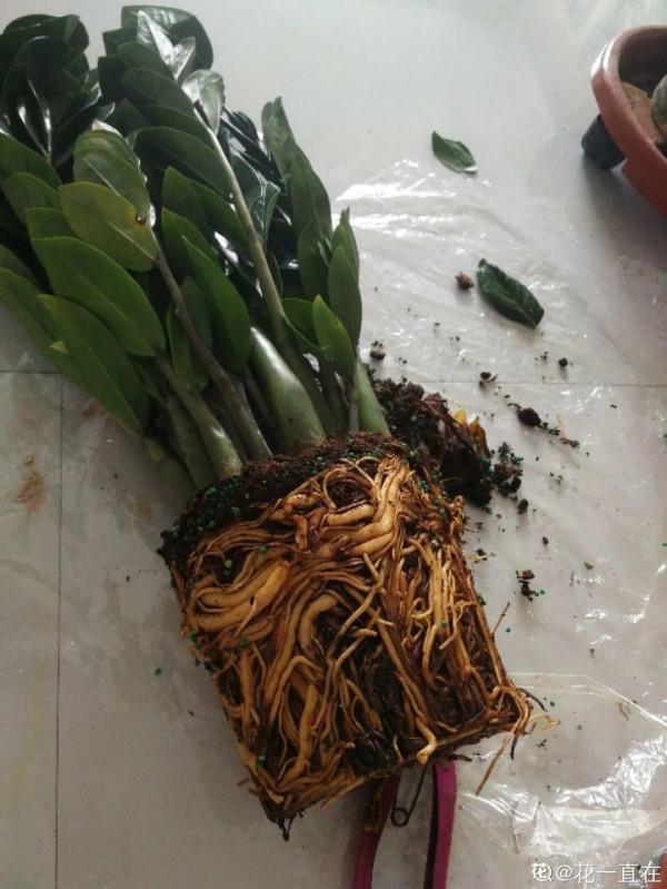 10種花得窮養,盆越小、水越少,越長得旺 10種花得窮養,盆越小、水越少,越長得旺