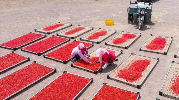 花三年時間拍攝種枸杞，他們用9353份影像記錄現實版“山海情”