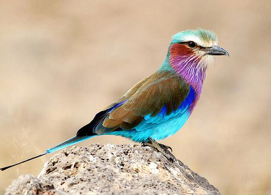 兩種“佛系”的鳥類：一種名字佛系，一種靠佛系活著