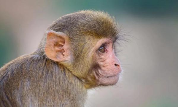 1只10萬！西方媒體炒作中國用實驗猴卡美國“脖子”，它有多難養?