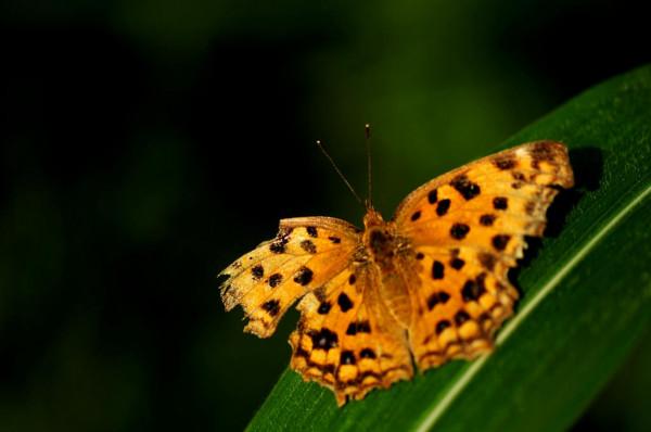 美麗的蝴蝶你知道多少？