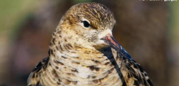 流蘇鷸：為什麼會被稱為鳥類中獨樹一幟的奇葩？竟是學廢了ps技術