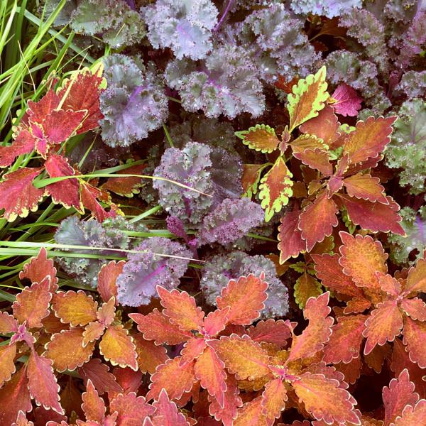 10個打造秋季花園的大膽創意，是時候讓五顏六色的花卉綻放啦