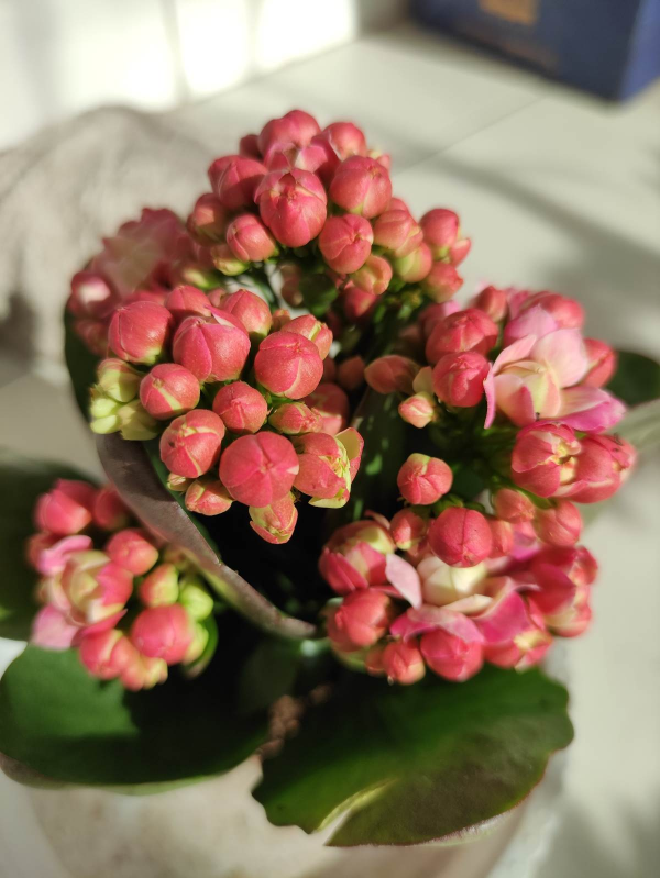 年末選年宵花，就選這6種，喜慶吉祥，日子蒸蒸日上