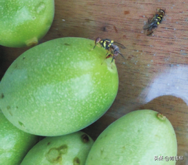 基金專案：百香果對桔小實蠅生長髮育的影響
