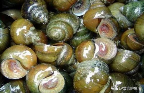 明日中秋節,除了吃月餅,記得品1酒吃2菜嘗3鮮,生活幸福又圓滿 明日中秋節,除了吃月餅,記得品1酒吃2菜嘗3鮮,生活幸福又圓滿