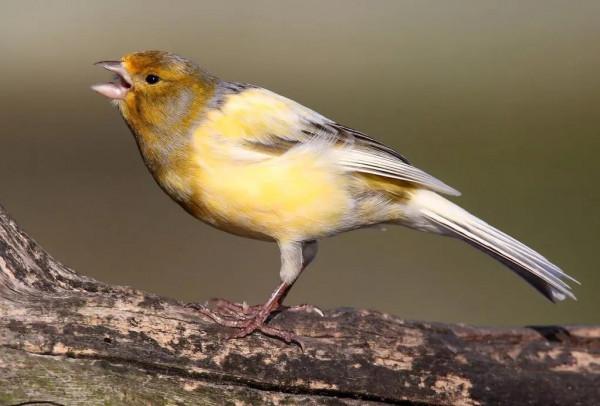 分享圖片&mdash;&mdash;美麗的金絲雀集錦