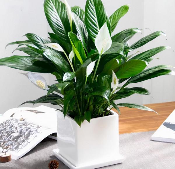 5種純潔的白色花卉,看一眼就想養一盆 5種純潔的白色花卉,看一眼就想養一盆