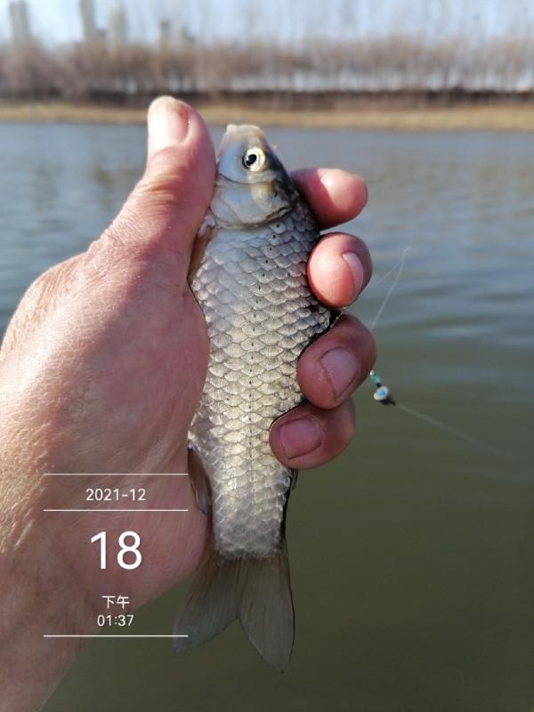 寒風凌冽再戰清河,鯽魚妹妹熱情似火 寒風凌冽再戰清河,鯽魚妹妹熱情似火