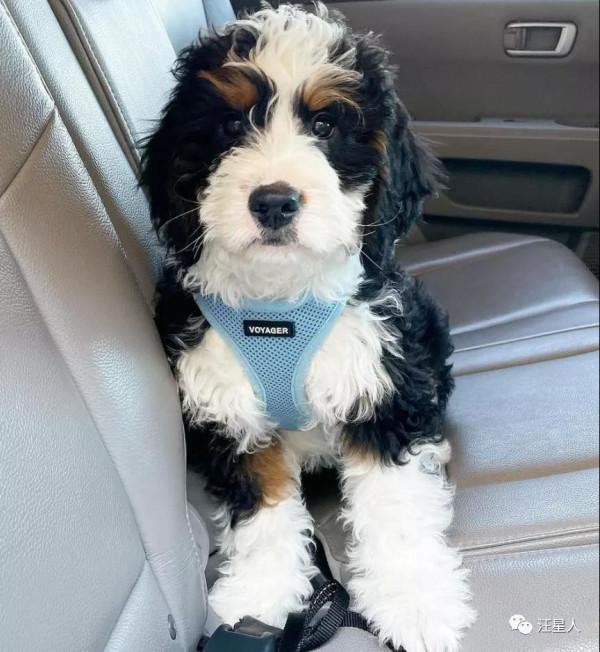 領養了一隻混血狗狗，全網被萌翻：它是動畫片裡跑出來的吧