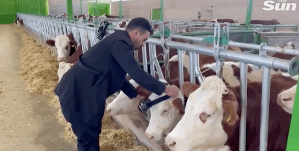 動物解剖虛擬模擬系統：萬物皆可元宇宙，動物都戴上VR眼鏡了