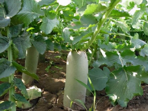 冬吃蘿蔔夏吃薑,不用醫生開處方!30種美味蘿蔔做法,快收藏吧 冬吃蘿蔔夏吃薑,不用醫生開處方!30種美味蘿蔔做法,快收藏吧