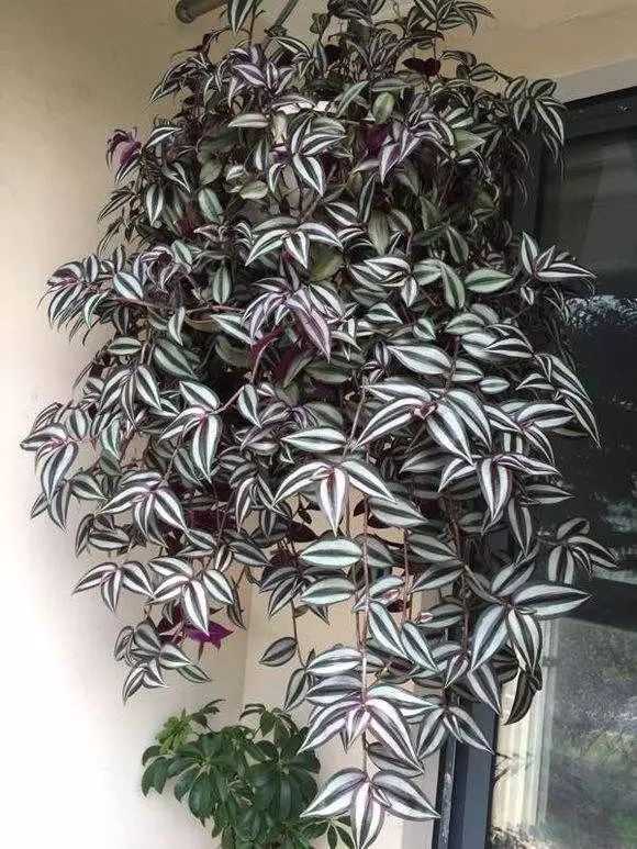 13種“懶人花”,客廳養一盆,輕鬆又吉利,四季輪流開 13種“懶人花”,客廳養一盆,輕鬆又吉利,四季輪流開