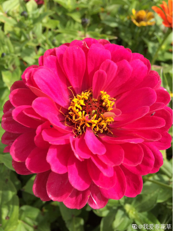 四季都能開花的植物,家裡養一盆,一年四季有花看 四季都能開花的植物,家裡養一盆,一年四季有花看