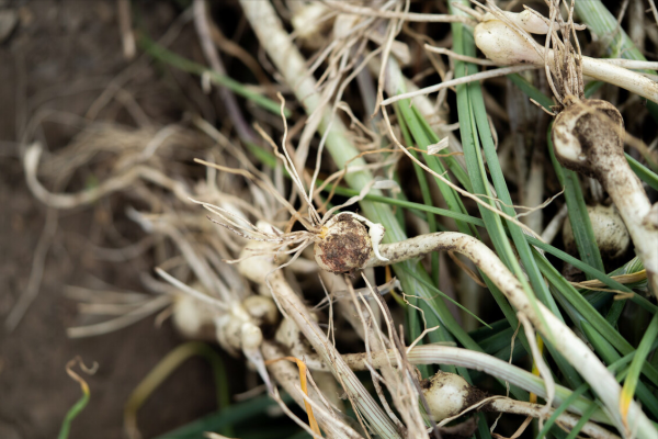 春天嚐鮮季，5樣春菜別忘給家人吃，清爽鮮嫩一口吃下&OpenCurlyDoubleQuote;春天&rdquo;