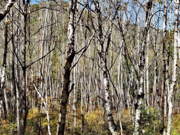 喇叭溝門——秋季賞楓賞白樺 喇叭溝門——秋季賞楓賞白樺