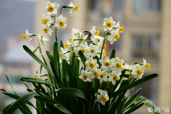 家有小孩和寵物，不要養這8種花，食用了得馬上去醫院