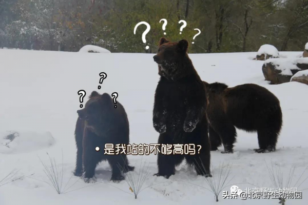 歡樂動物園｜萌化人心的表情包來啦