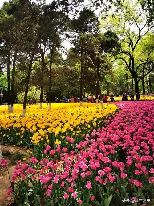 期待春天來了的時候，和你一日看盡長安花