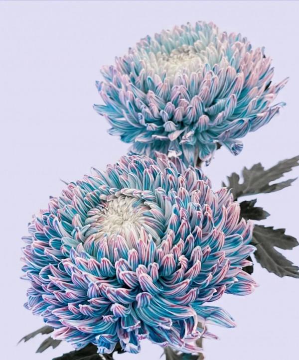 吃神仙肉長大的牡丹菊，菊界的貴妃娘娘，簡直太罕見了