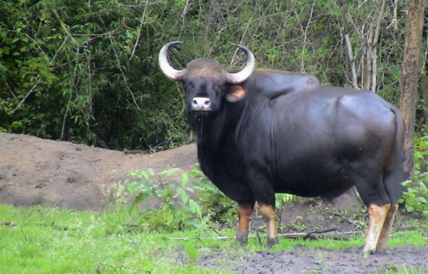 35年第二次見！罕見黑頭白䴉現身雲南，為何僅此1只，是有人放？