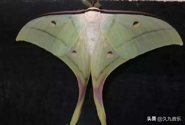 世界上最美麗的蝴蝶